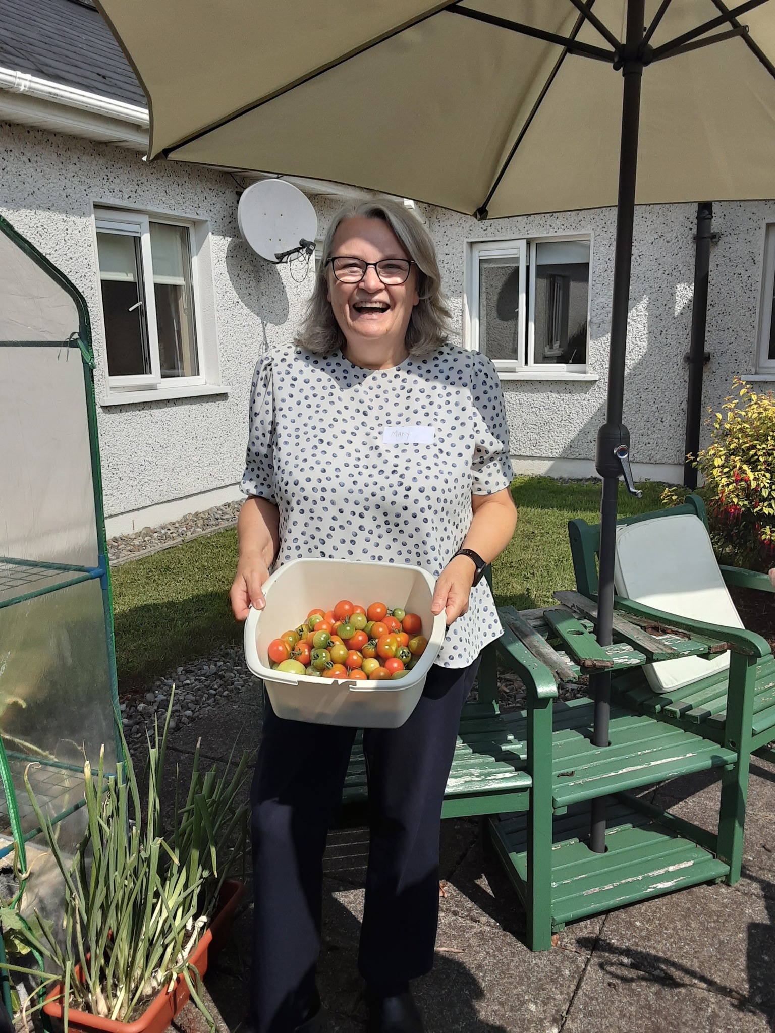 a volunteer at Rathkeevan Nursing home harvesting tomatoes 